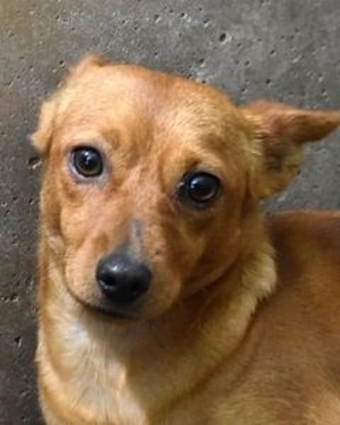 Thamira - " Nicht einmal...!"