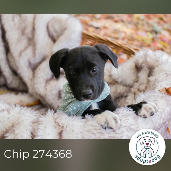 Chip 274368: Hundekind sucht ein Zuhause
