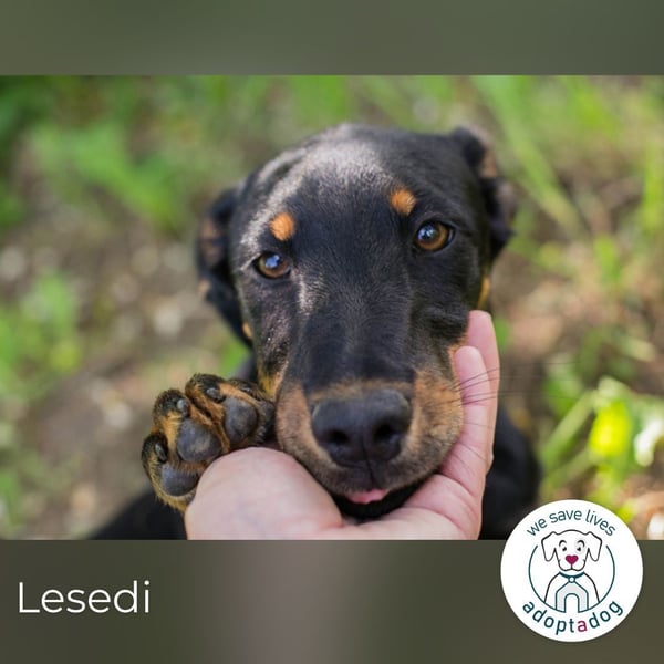 Lesedi sucht ein Zuhause