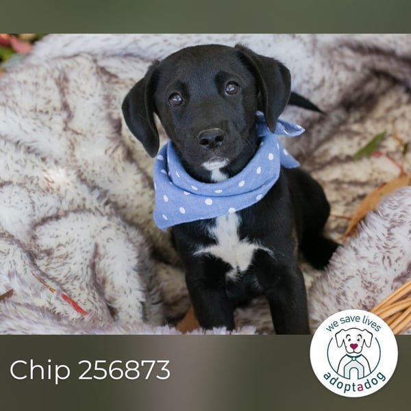 Chip 256873: Hundekind sucht ein Zuhause