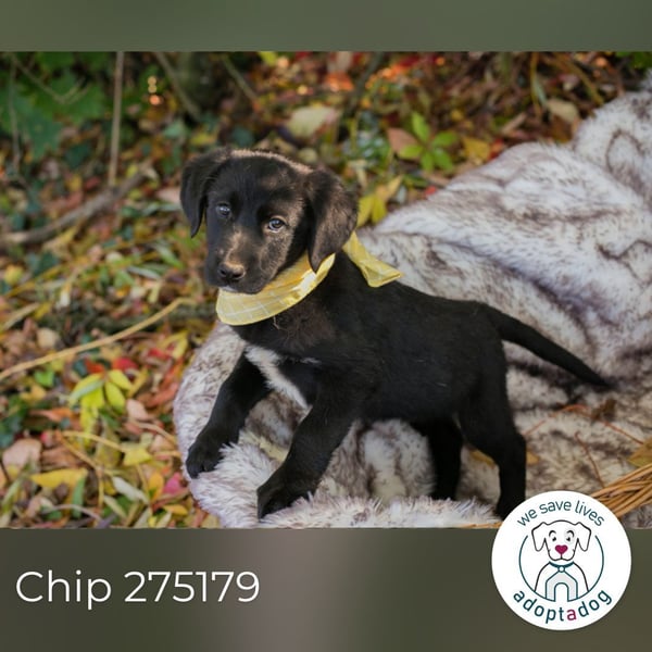 Chip 275179: Hundekind sucht ein Zuhause
