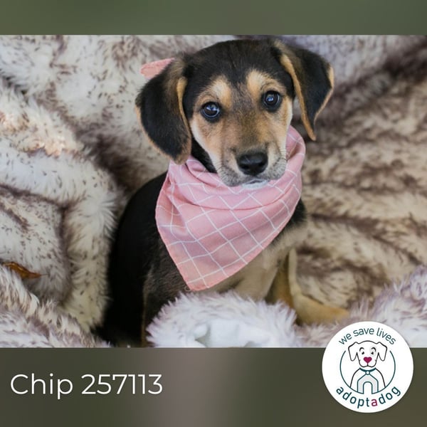 Chip 257113: Hundekind sucht ein Zuhause