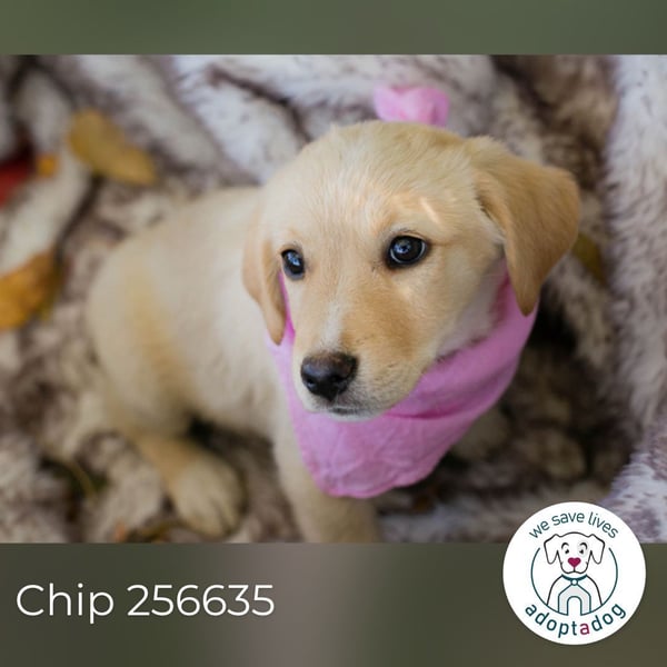 Chip 256635: Hundekind sucht ein Zuhause