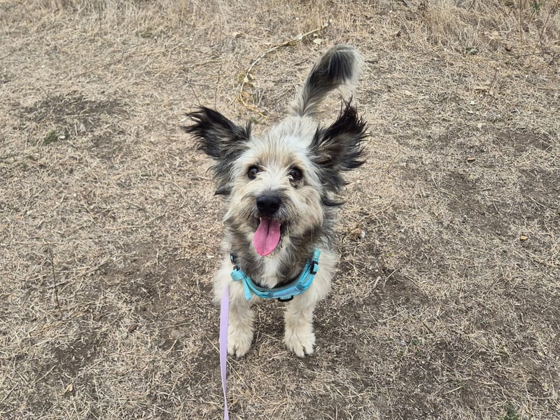 Süßer Idefix sucht sein Glück