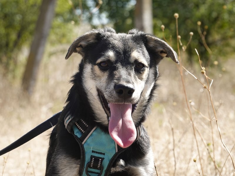 Kleiner Vince sucht neuen Wirkungskreis