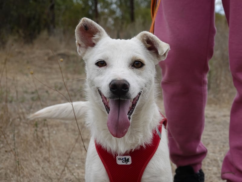 Fröhlicher Benji sucht seine Menschen