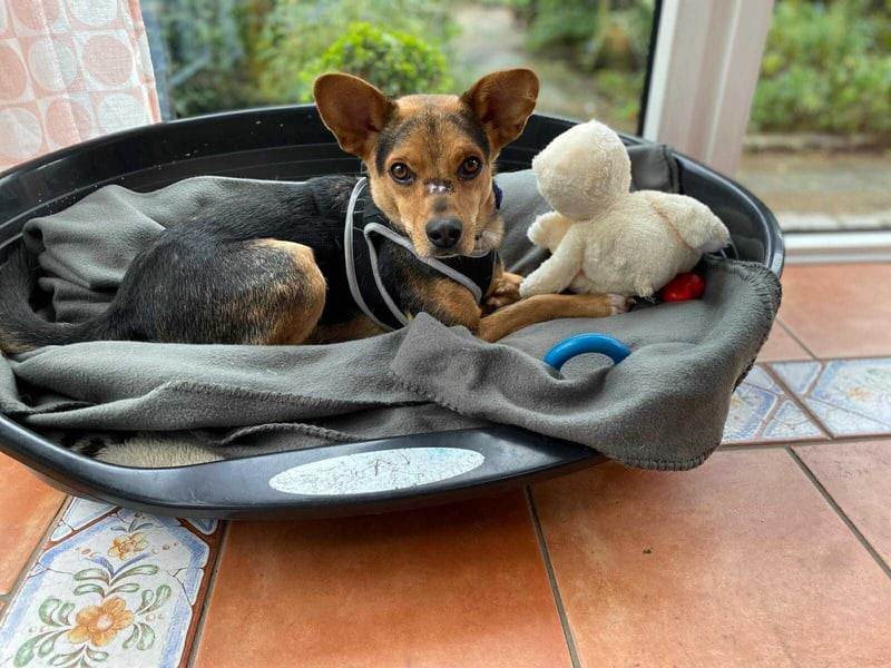 Hallo ihr Lieben, ich bin Nacho, ein kleiner Schelm mit großem Herz, und ich suche meine Familie.