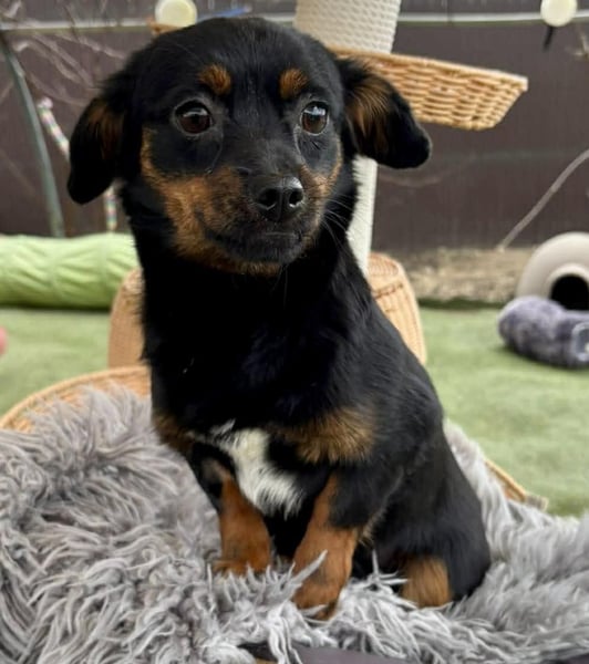 Katzenverträgliches Mini Mäuschen Gretchen