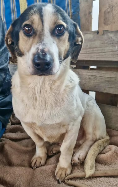 Trauriger kleiner Rambo