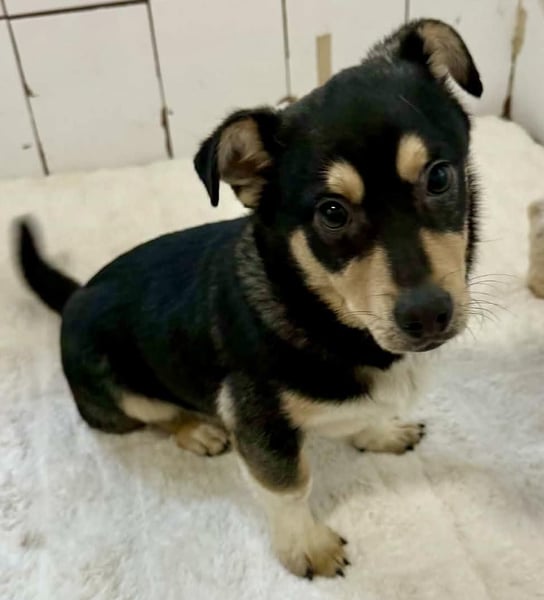 Kleiner Sonnenschein Aris…