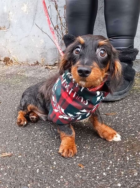 Kleiner Herzensbrecher Dale möchte nach Hause kommen