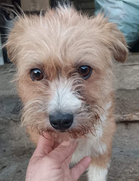 ⭐️PIGGLES⭐️, Hündin, 2 Jahre, 30 cm, Mischling, Tierschutz