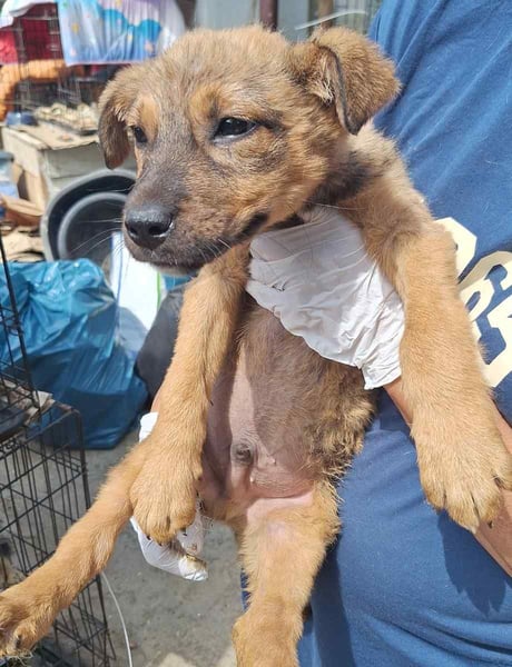 ⭐️CINNY⭐️, Hündin, 10 Monate, 24 cm, Mischling, Tierschutz