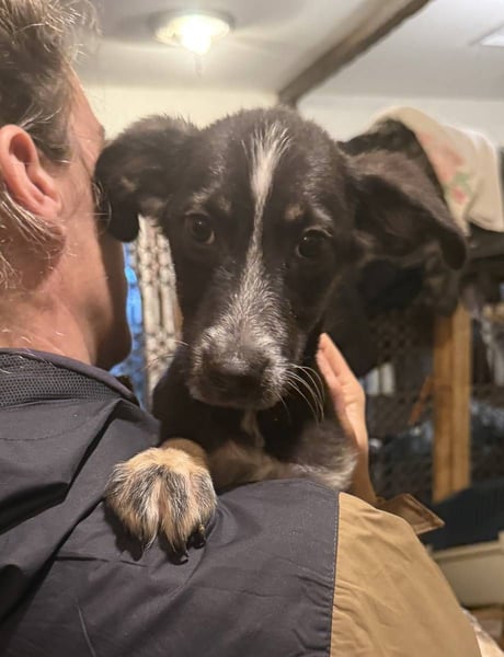 UTAX, aufgeweckter kleiner Entdecker, 4 Monate, 35 cm, Mischling, Tierschutz Rumänien