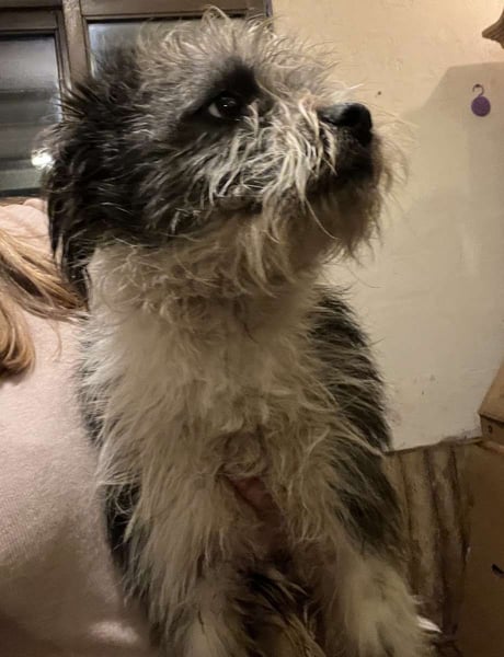 ⭐️ZOTTEL⭐️, Rüde, 1 Jahr, 30 cm, Mischling, Tierschutz