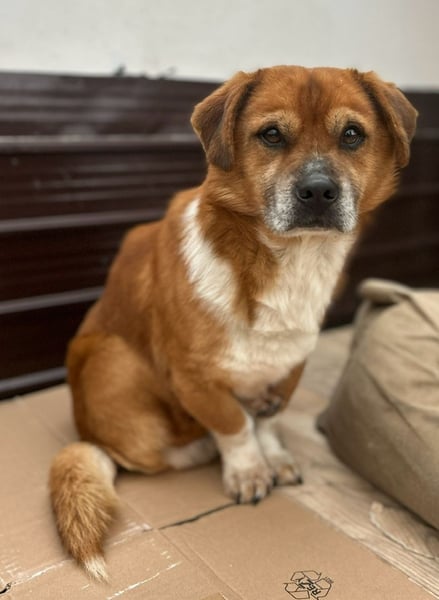 ⭐️TAC⭐️, neugieriger Rüde, 2 Jahre, 35 cm, Mischling, Tierschutz