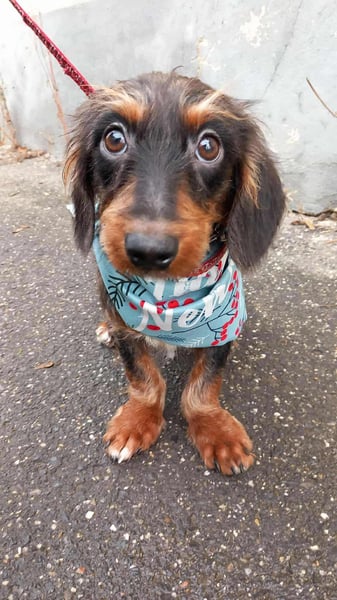 der süße kleine Chip sucht seine Familie