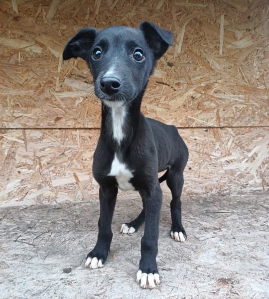 Smartie Tierschutzhund sucht ein Zuhause