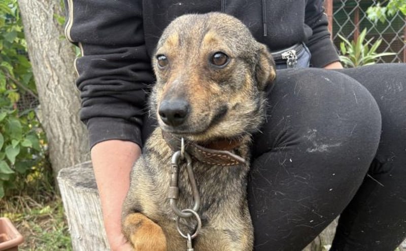 Poppy - Verdient endlich ein liebendes Zuhause!