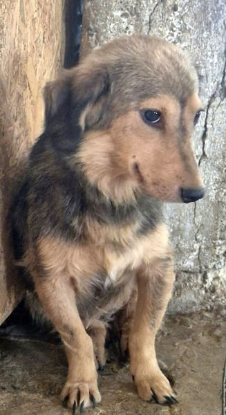 ⭐️ALINE⭐️, zarte Zuckerschnute, Hündin, 1,5 Jahre, 32 cm, Mischling, Tierschutz