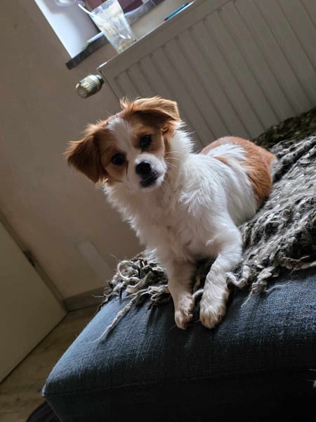 ANA - auf Pflegestelle in 52355 Düren