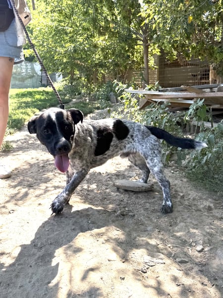 Rocky sucht sein Für Immer Zuhause