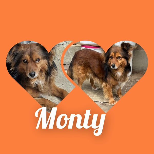 Monty, sein Herrchen verstarb , nun sucht er in Deutschland ein neues Zuhause....