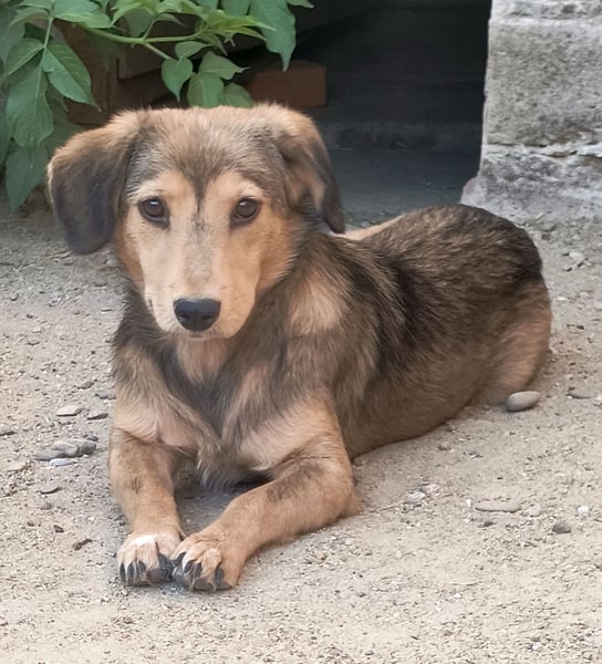⭐️ALINE⭐️, ruhige, kleine Hündin, 1 Jahr, 32 cm, Mischling, Tierschutz