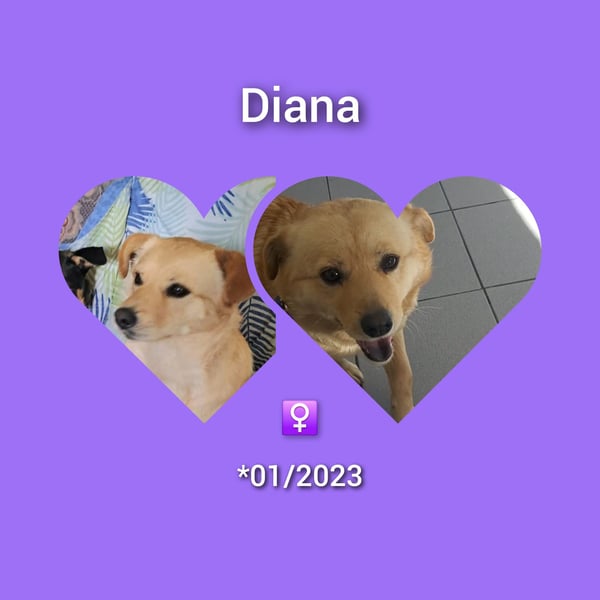 Ruhige Hündin Diana lebt bei einer Pflegefamilie in Rumänien