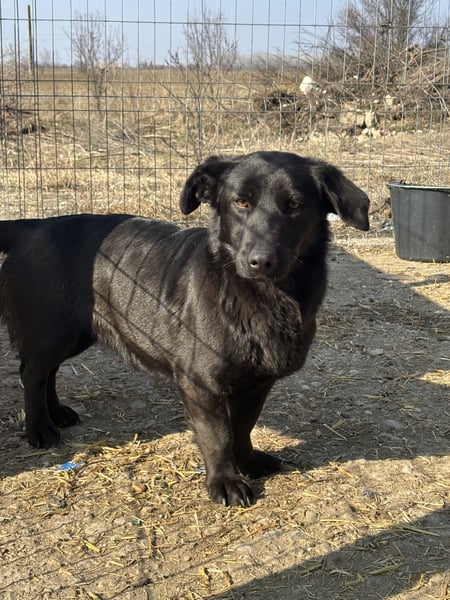 ⭐️MARIUCA⭐️, witzige, kleine Hündin, 3 Jahre, 37 cm, Mischling, Tierschutz