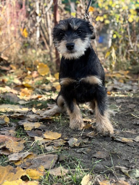 kleiner Texton sucht Dich!