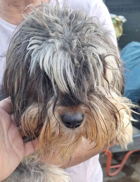 ⭐️Kazimir⭐️ haariger Charmeur, Rüde, 1 Jahr, 30 cm, Mischling, Tierschutz Rumänien