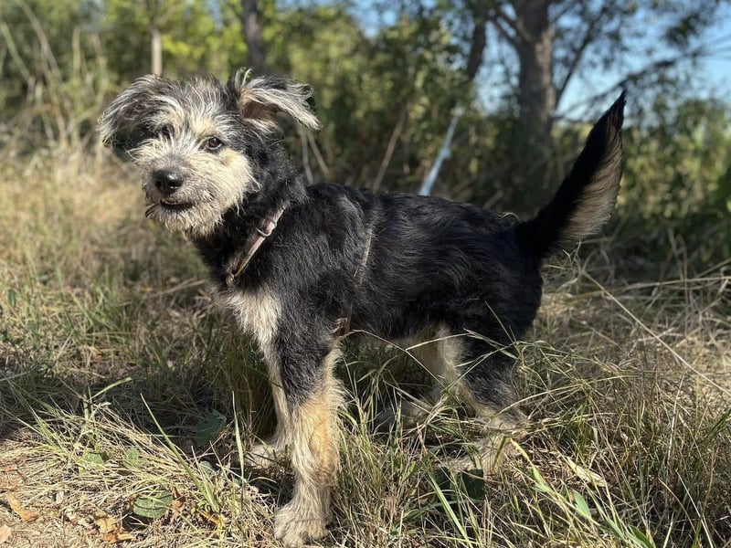 Ozzy - sucht eine herzliche Familie!