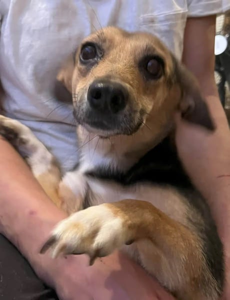 ⭐️MISSY⭐️, Hündin, 3 Jahre, 31 cm, Mischling, Tierschutz