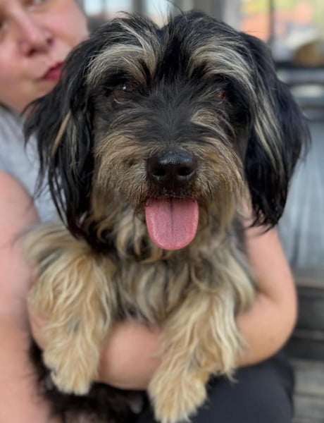 ⭐️MINNIE⭐️, Hündin, 1,5 Jahre, 35 cm, Mischling, Tierschutz