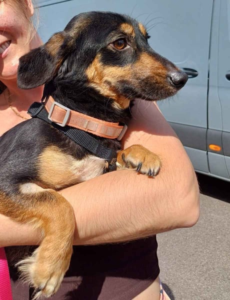 ⭐️NELLIE⭐️, Pflegestelle Köln, Hündin, 3 Jahre, 33 cm, Mischling, Tierschutz
