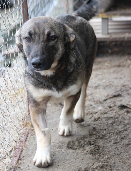 ⭐️ILLA⭐️ Hündin, 1 Jahr, 34 cm, Mischling, Tierschutz