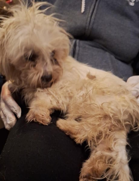 ⭐️SANSA⭐️, Hündin, 2 Jahre, 30 cm, Mischling, Tierschutz