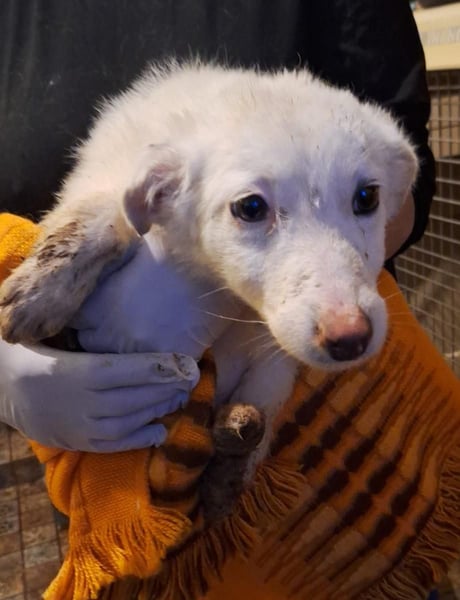 ⭐️FRAYA⭐️, einfach Zucker, Hündin , Welpe, 6 Monate, 25 cm, Mischling, Tierschutz Rumänien