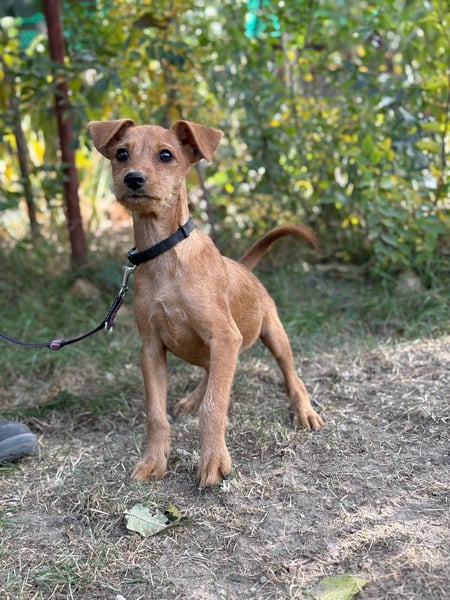 Flynn - Hundekind sucht eine liebevolle Familie!