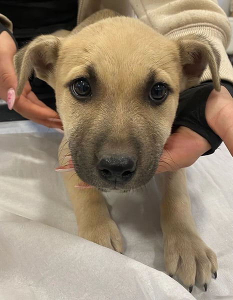 Ozan - wartet auf ein besseres Leben!