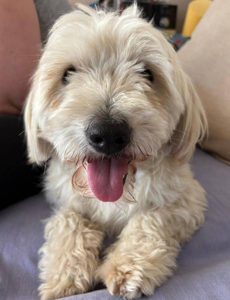 ⭐️PIXIE⭐️, Rüde, 1,5 Jahre, 35 cm, Mischling, Tierschutz