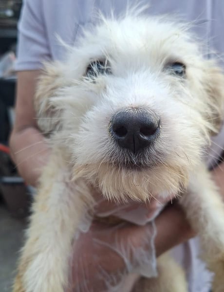 ⭐️NANAMI⭐️ zarte Schneeflocke, Welpe, 4 Monate, 25 cm, Mischling, Tierschutz Rumänien