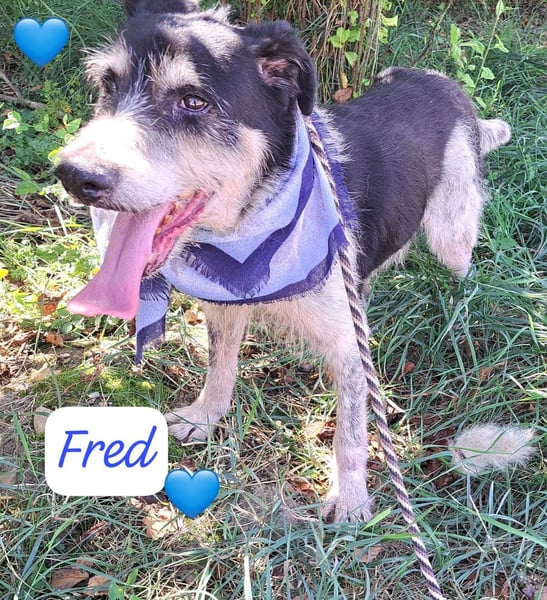 Fred 10 Jahre, wurde in Rumänien ausgesetzt
