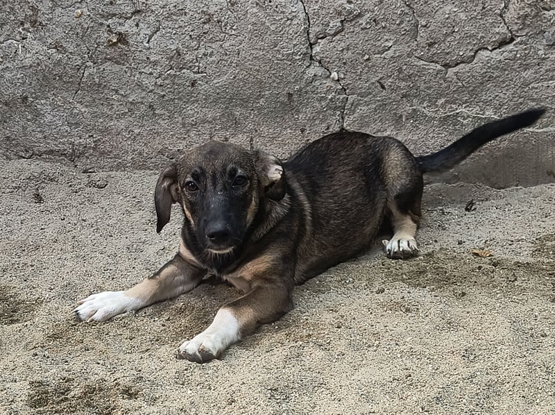 ⭐️ILLA⭐️, aufgewecktes Hundekind, Hündin, 7 Monate, im Wachstum, Mischling, Tierschutz