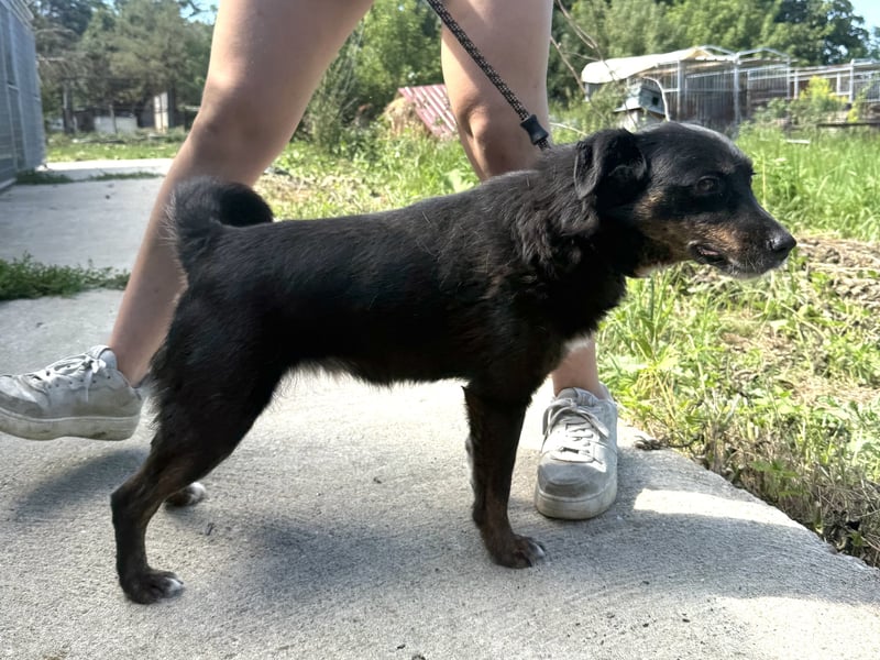 Trixie - Kämpferin sucht großes Glück