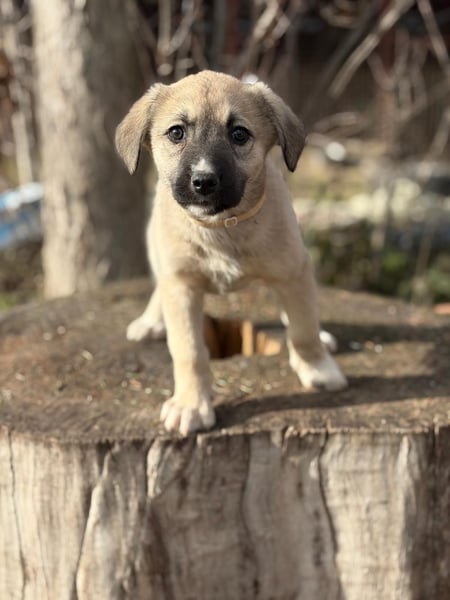 Nala sucht seine Familie