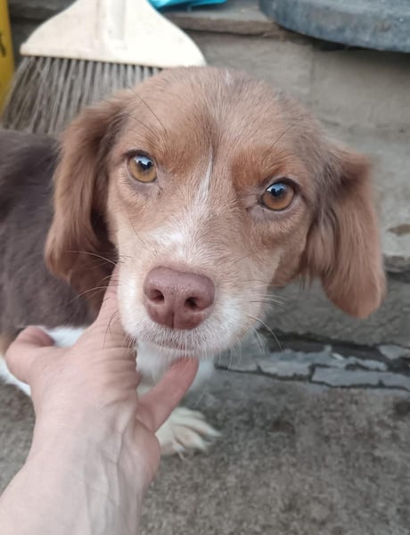 ⭐️SLINDA⭐️, Hündin, 3 Jahre, 35 cm, Mischling, Tierschutz