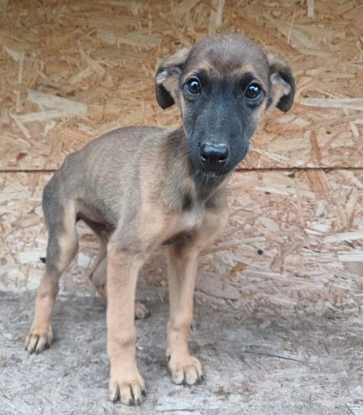 Seppl Tierschutzhund sucht ein Zuhause