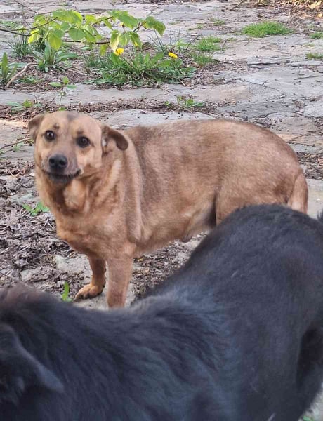 ⭐️FUNNY⭐️, Hündin, 9 Jahre, 35 cm, Mischling, Tierschutz